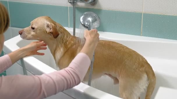La mujer lava un perro en el baño. Cuidado de mascotas — Vídeos de Stock