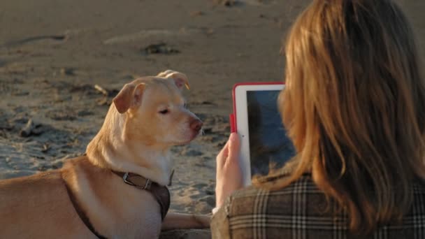 Nehir kıyısındaki sahilde genç bir kadın bilgisayar tableti kullanıyor ve kahverengi bir lobrodor köpeği besliyor. İlkbahar veya soğuk yaz — Stok video