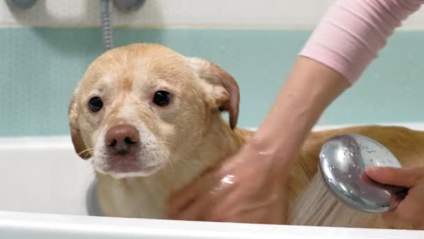 Een vrouw wast een hond in de badkamer. Huisdierverzorging — Stockvideo