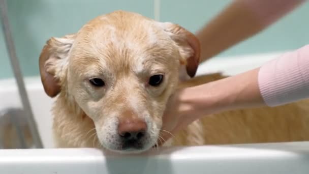 Frau wäscht Hund im Badezimmer. Haustierpflege — Stockvideo