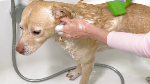 Woman washes a dog in the bathroom. Pet care — Stock Video