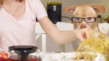 Masadaki mutfakta köpeği olan bir kadın. Kahvaltıda. İnsan ve evcil hayvanın dostluğu.