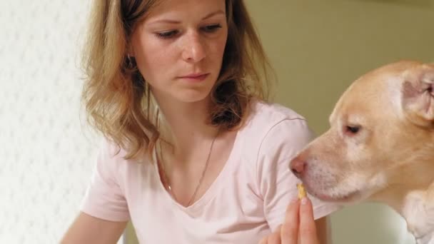 Kvinna med hund i köket vid bordet. Frukost. Vänskap mellan man och husdjur. — Stockvideo