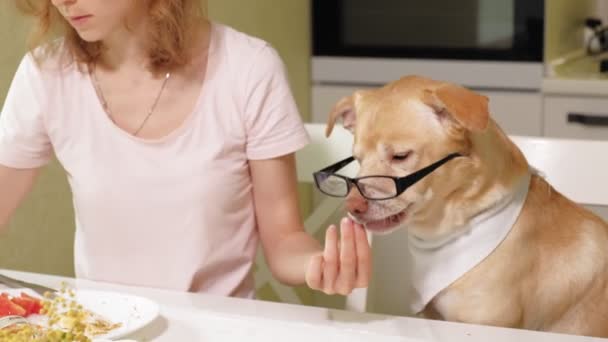 Uma mulher com um cão na cozinha à mesa. Pequeno-almoço. Amizade do homem e do animal de estimação . — Vídeo de Stock