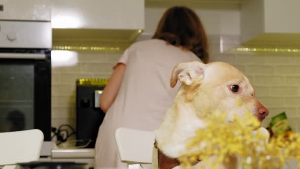 Nainen, jolla on koira keittiössä pöydässä. Aamiaista. Ihmisen ja lemmikin ystävyys . — kuvapankkivideo