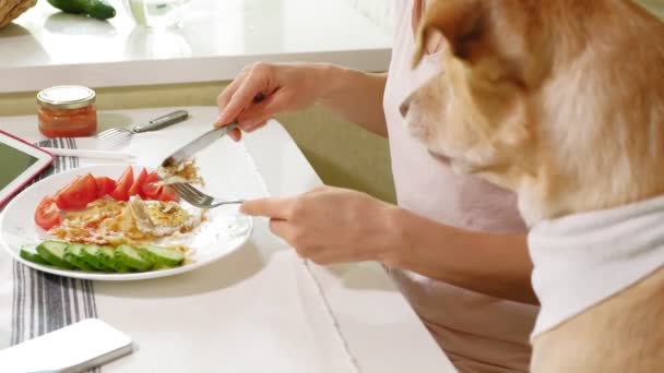 Жінка з собакою на кухні за столом. Сніданок. Дружба чоловіка і домашньої тварини . — стокове відео