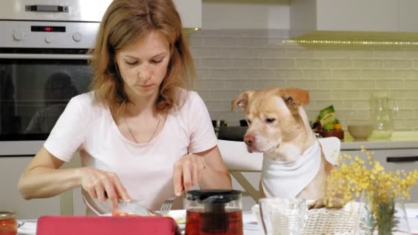 Frau mit Hund in der Küche am Tisch. Frühstück. Freundschaft zwischen Mensch und Haustier. — Stockvideo