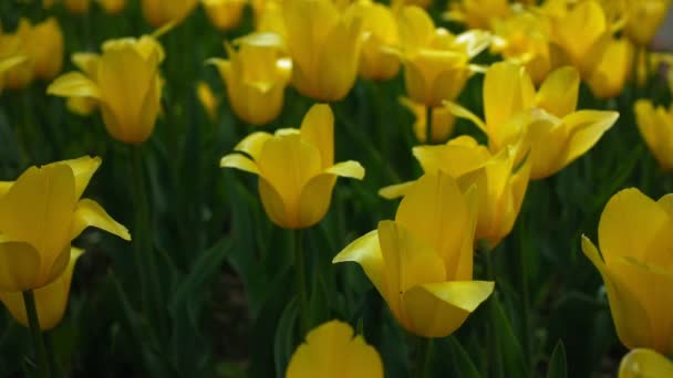 Yellow tulips. Flowers spring nature. — 비디오