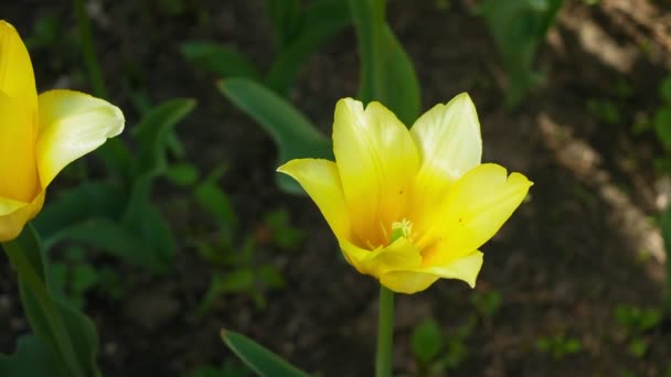 Yellow tulips. Flowers spring nature. — Stock Video