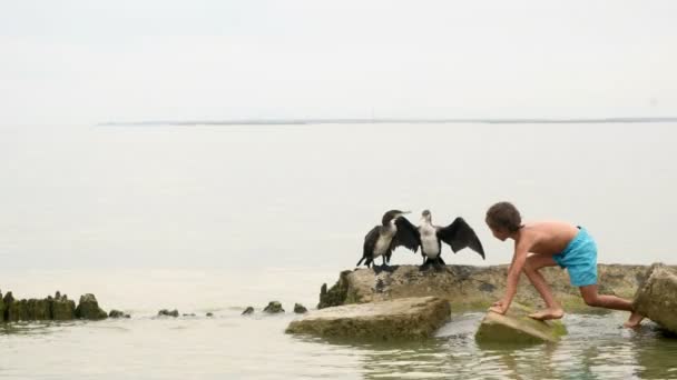 Emberi kölcsönhatás-val pusztaság madarak. Sea. ökológia. vad természet — Stock videók