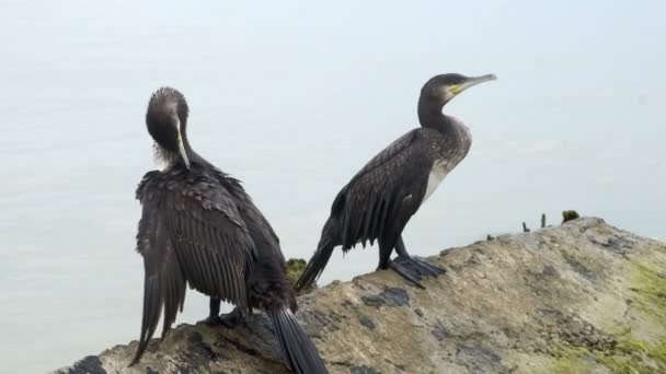 Cormorants on stones in the sea — Stock Video