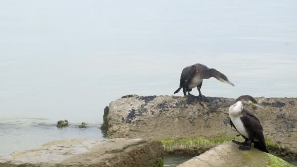 Cormorani su pietre nel mare — Video Stock