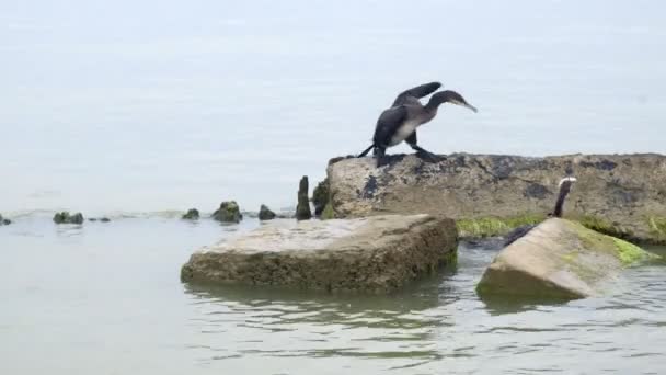 Cormoranes sobre piedras en el mar — Vídeos de Stock