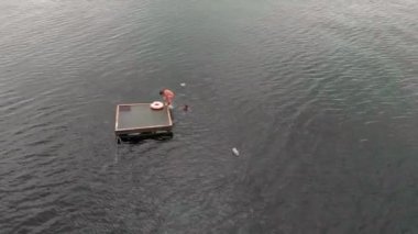 Neşeli çocuklar bir saldan denize atlıyorlar. Havadan çekim