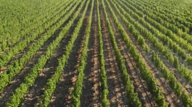 Meyve ağaçlarının yeşil tarlaları üzerinde uçmak. Havadan çekim