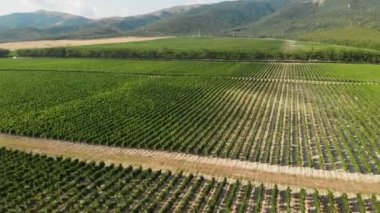 Meyve ağaçlarının yeşil tarlaları üzerinde uçmak. Havadan çekim