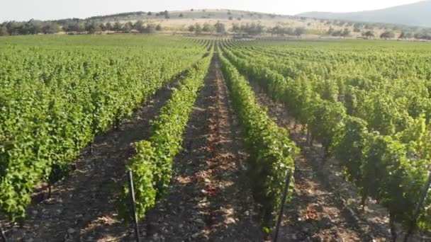 Voando sobre as plantações verdes de árvores frutíferas. Tiro aéreo — Vídeo de Stock