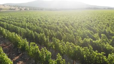 Meyve ağaçlarının yeşil tarlaları üzerinde uçmak. Havadan çekim