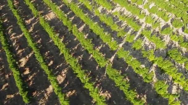 Voando sobre as plantações verdes de árvores frutíferas. Tiro aéreo — Vídeo de Stock