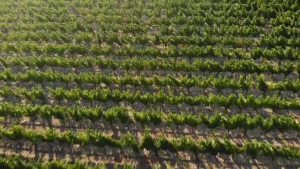Vliegen over de groene plantages van fruitbomen. Luchtfoto — Stockvideo