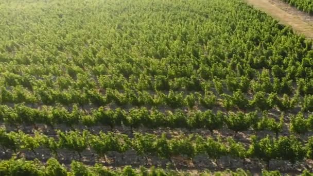 Survoler les plantations verdoyantes d'arbres fruitiers. Plan aérien 