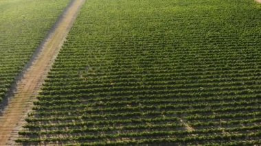 Meyve ağaçlarının yeşil tarlaları üzerinde uçmak. Havadan çekim