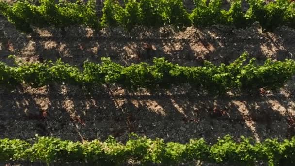 Voando sobre as plantações verdes de árvores frutíferas. Tiro aéreo — Vídeo de Stock