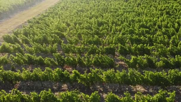 Voando sobre as plantações verdes de árvores frutíferas. Tiro aéreo — Vídeo de Stock