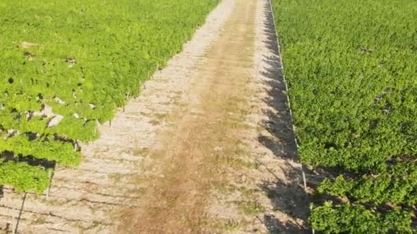 Fliegen über die grünen Plantagen von Obstbäumen. Luftaufnahme — Stockvideo