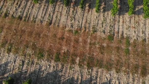 Latanie nad zielonymi plantacjami drzew owocowych. Strzał z lotu ptaka — Wideo stockowe