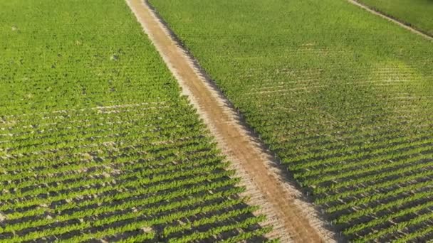 Flyger över gröna odlingar av fruktträd. Aerial shot — Stockvideo