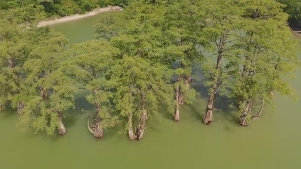 Горное озеро с болотными кипарисами. Воздушный удар — стоковое видео