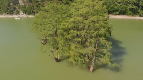Fjällsjö med träsk cypresser. Aerial shot — Stockvideo