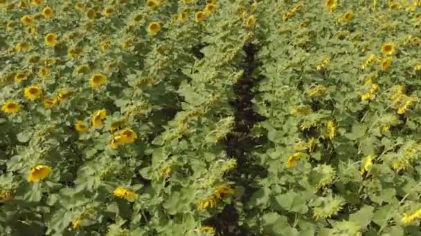 Veld met zonnebloemen. Luchtfoto — Stockvideo