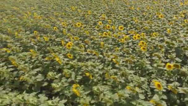 Field with sunflowers. Aerial shot — Stock Video