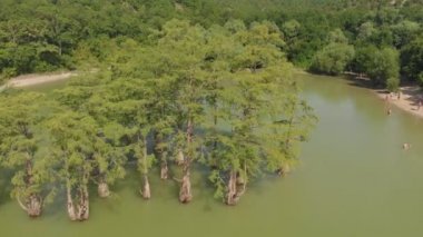 Bataklık selvileri olan dağ gölü. Havadan çekim