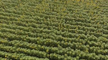 Ayçiçekli tarla. Havadan çekim