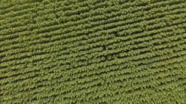 Ayçiçekli tarla. Havadan çekim