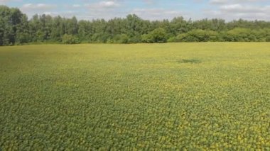 Ayçiçekli tarla. Havadan çekim