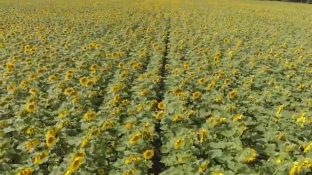 Champ de tournesols. Plan aérien 