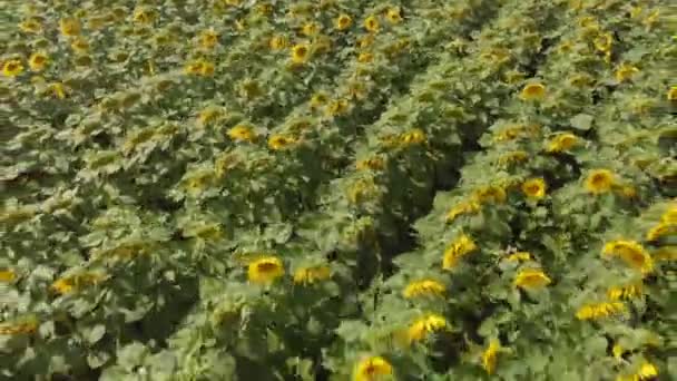 Field with sunflowers. Aerial shot — Stock Video