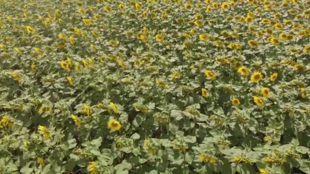 Veld met zonnebloemen. Luchtfoto — Stockvideo