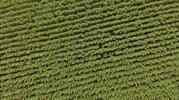 Field with sunflowers. Aerial shot — Stock Video