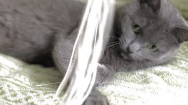 Kedi evde iplikleri ile oynar
