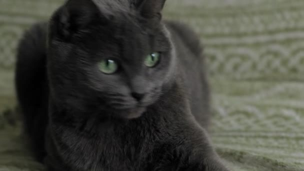 Cat παίζει με τα νήματα στο σπίτι — Αρχείο Βίντεο