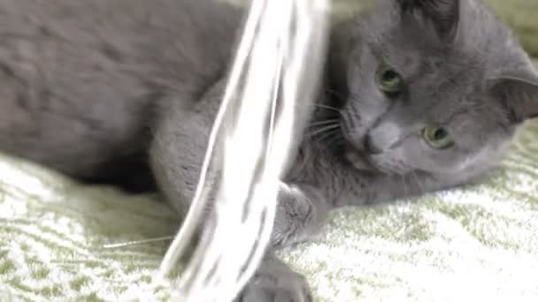 Gato juega con hilos en casa — Vídeos de Stock