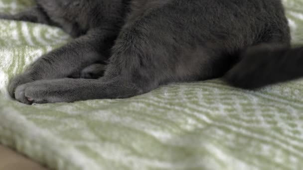 Кот играет с нитками дома — стоковое видео