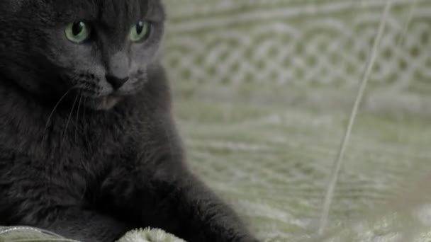 Cat plays with threads at home — Stock Video