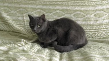 İnsan elinden yeşil gözlü Gri Kedi. Rus mavisi