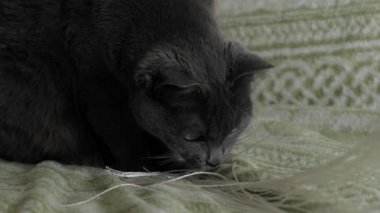Kedi evde iplikleri ile oynar